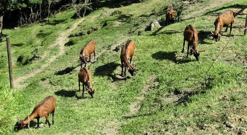 Agriturismo Paneolio Villa Collemandina المظهر الخارجي الصورة