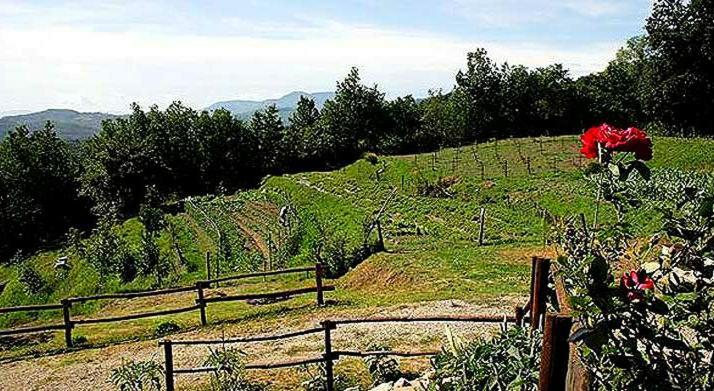 Agriturismo Paneolio Villa Collemandina المظهر الخارجي الصورة